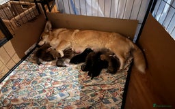 Welsh Corgi Pembroke dogs for sale: CORGI PUPPIES , PEMBROKESHIRE  - Advert 2