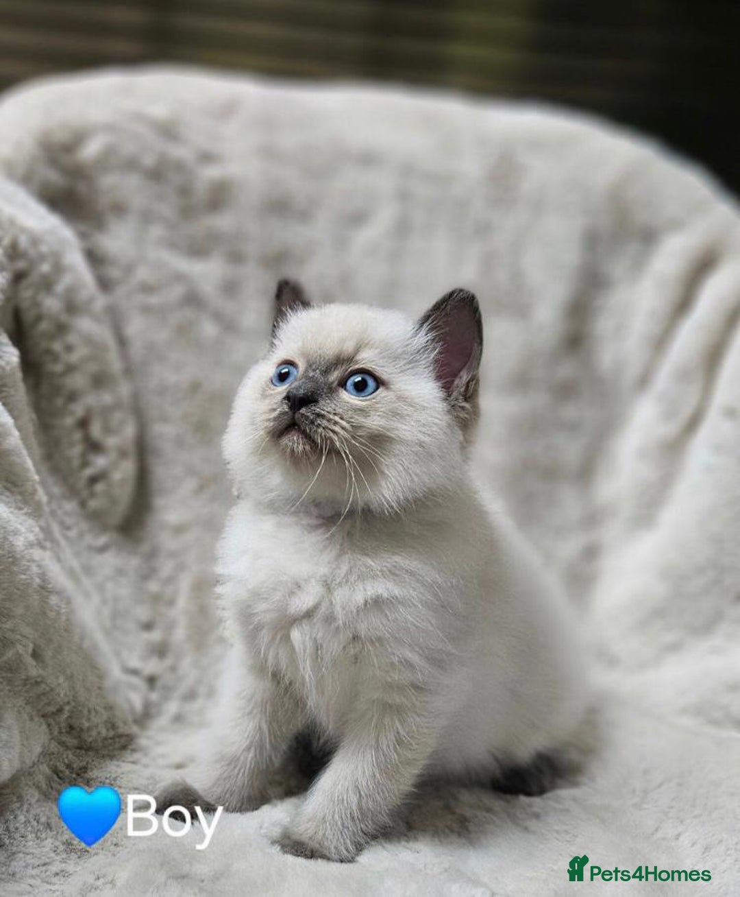 Ragdoll cats for sale: Beautiful Ragdoll Kittens  - Advert 2