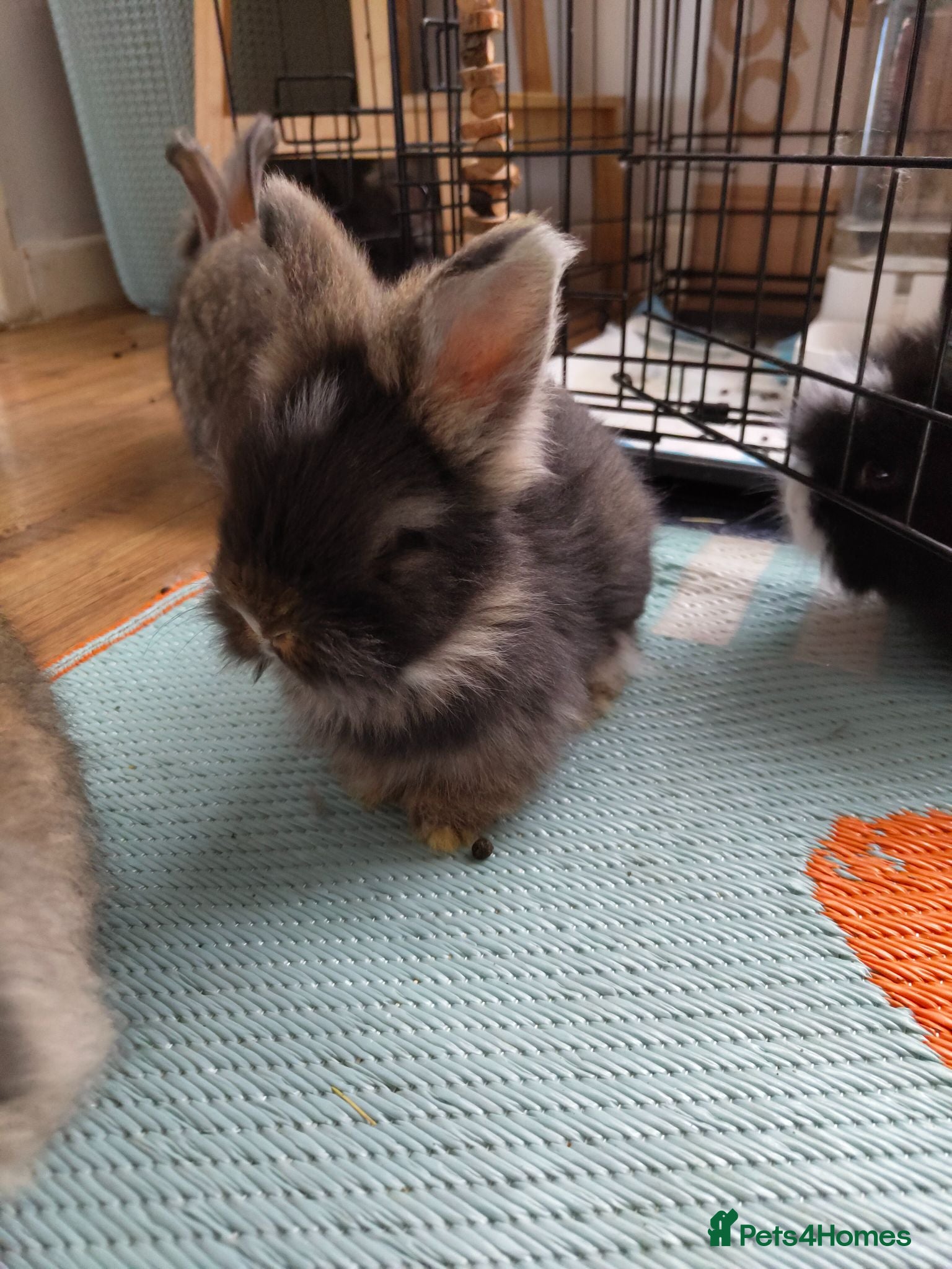 Angora rabbits for sale: 💜 Beautiful English Angora rabbits 💜 ready now  - Advert 1