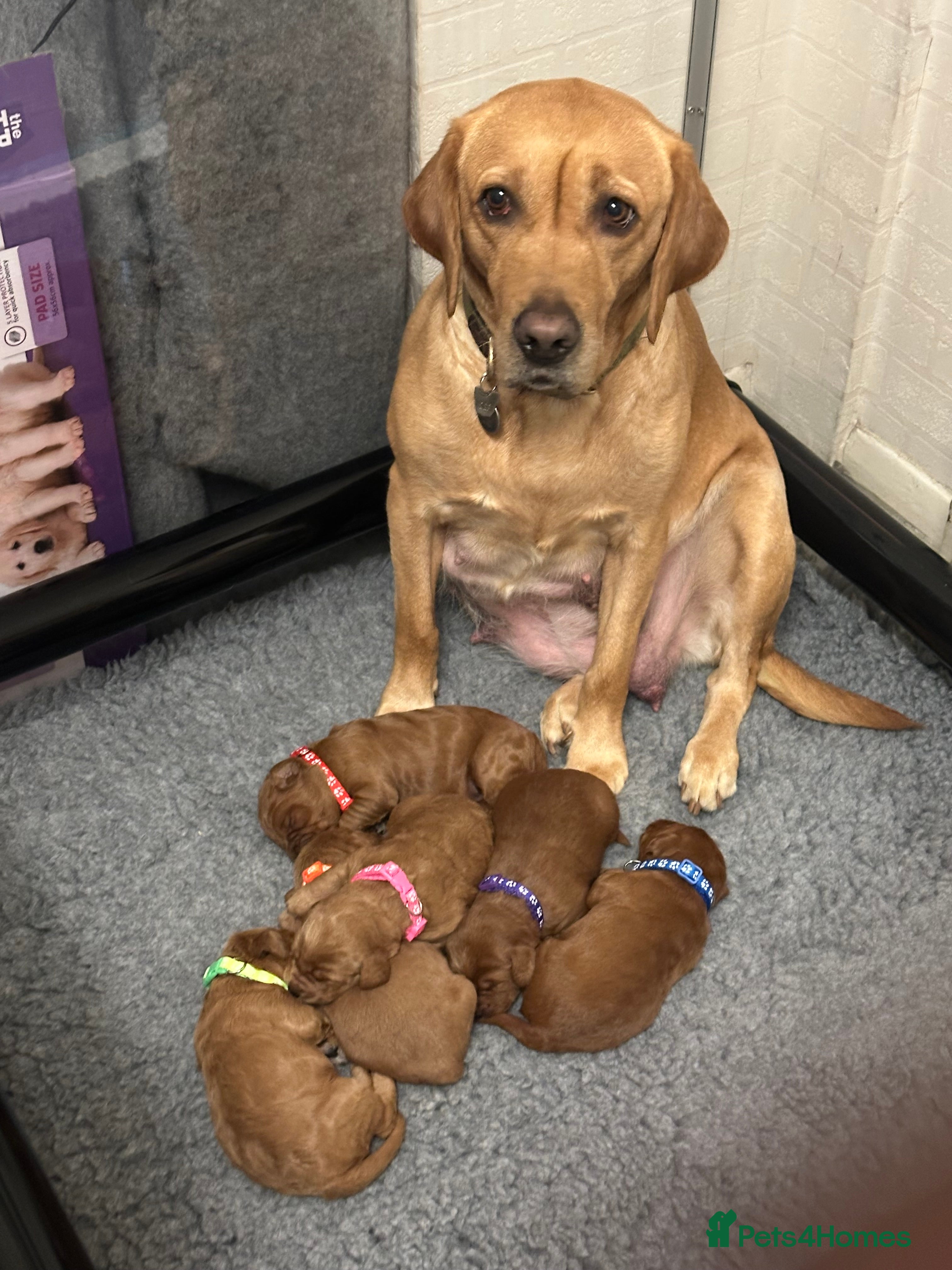 Labradoodle dogs Miniature F1 Labradoodles  - Advert 1