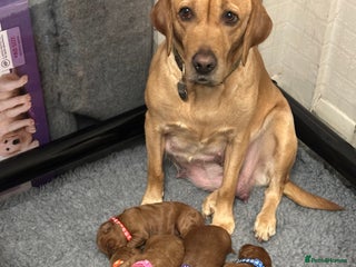 Labradoodle dogs Miniature F1 Labradoodles - Advert 1