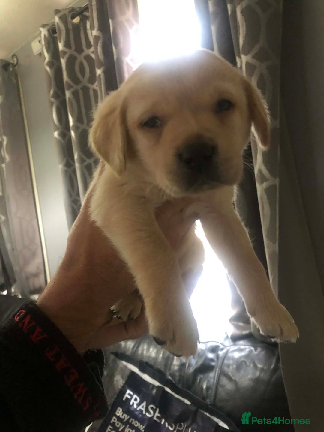 Labrador Retriever dogs for sale: Goldern/blond labrador puppies  - Advert 2