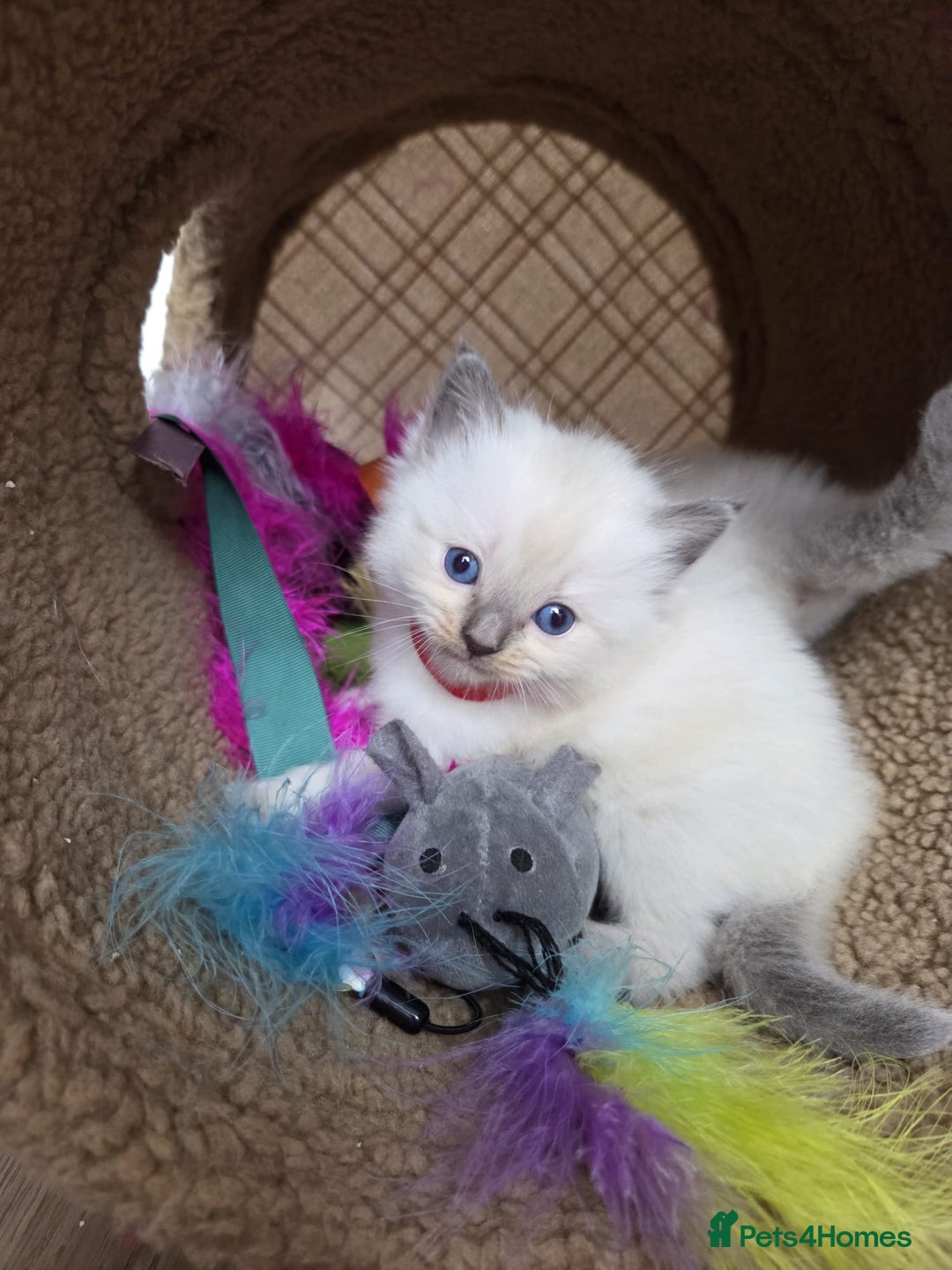 Ragdoll cats for sale: Stunning Ragdoll kittens - Image 11