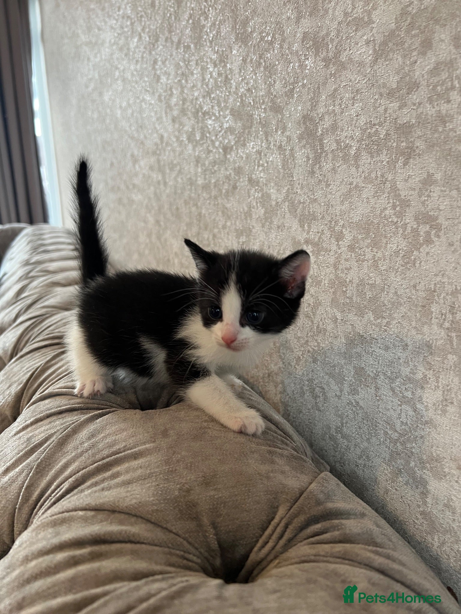 Mixed Breed cats 6 Gorgeous Kittens/Reserve Now  - Advert 11