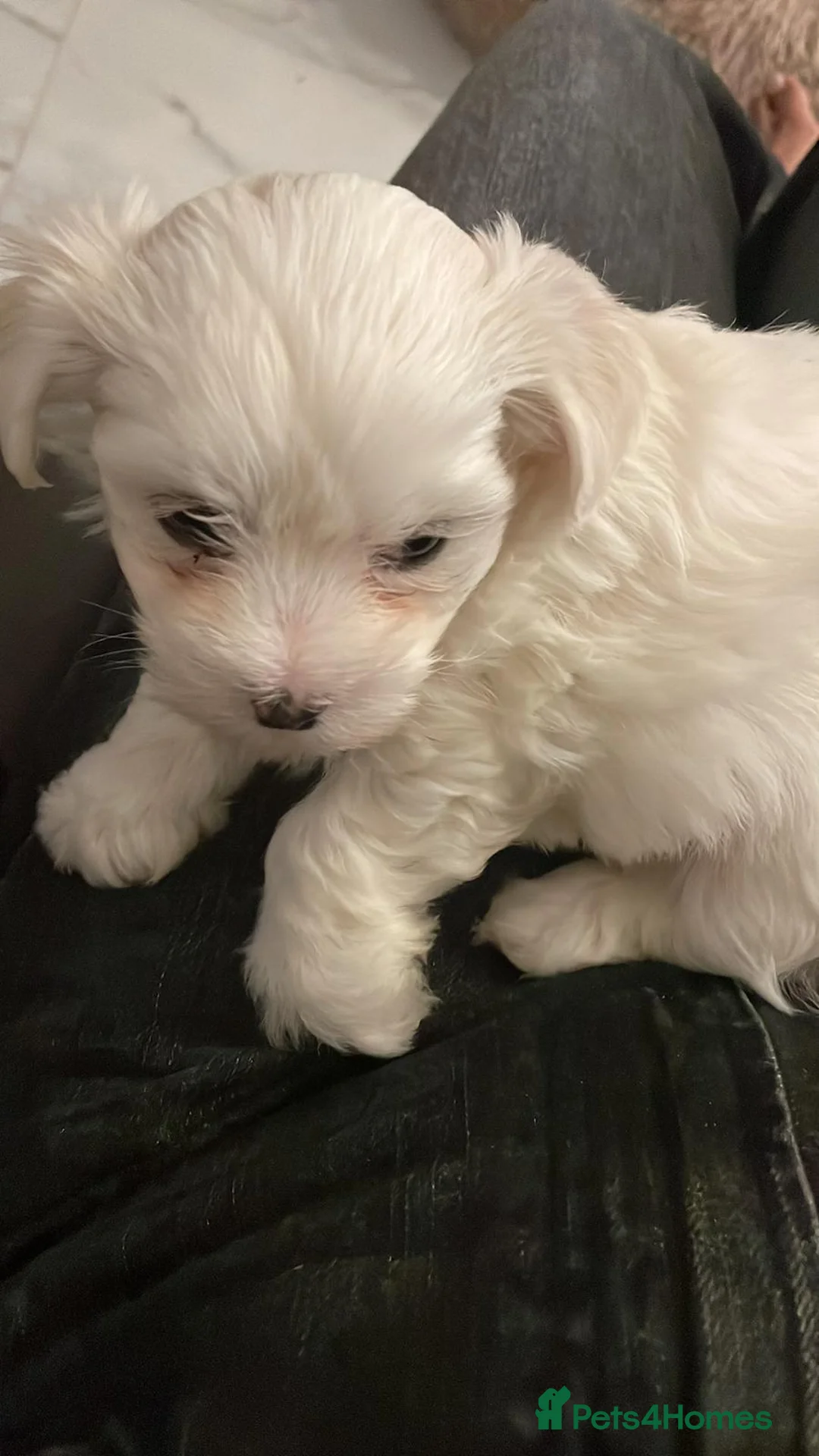 Bichon Frise dogs for sale: bichon frise - Advert 6