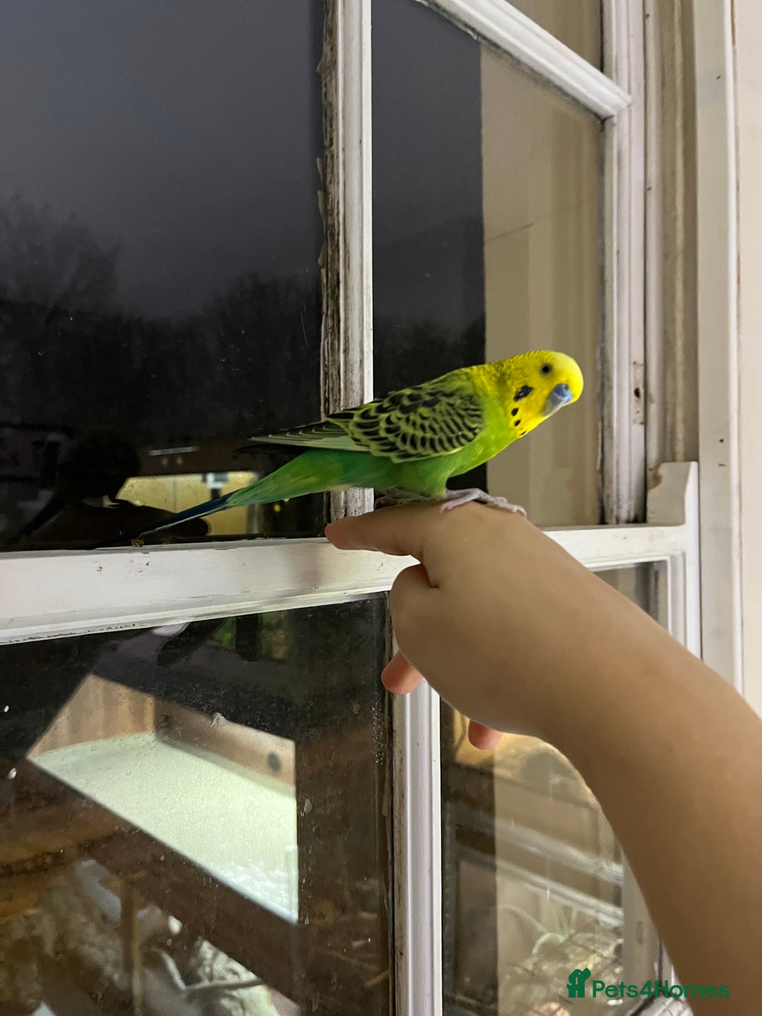 Budgerigars birds for sale: 2 Year old male budgie needing experienced owner  - Advert 3