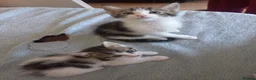 Mixed Breed cats for sale: Kittens for sale  in South Croydon - Advert 9