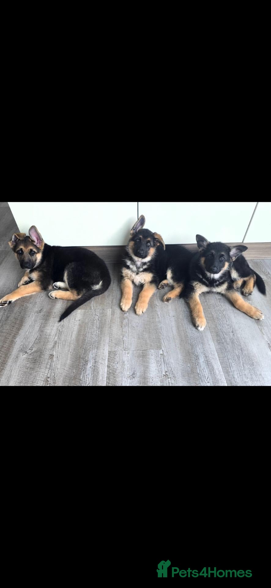 German Shepherd dogs  BEAUTIFUL GERMAN SHEPHERD PUPPIES (3 girls) - Advert 1