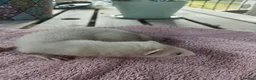 Ferret rodents for sale: Beautiful Ferret Kits for sale  - Advert 26