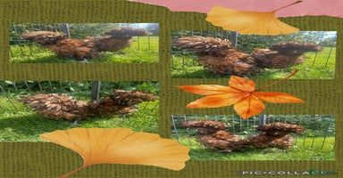 Chickens poultry - Advert 7