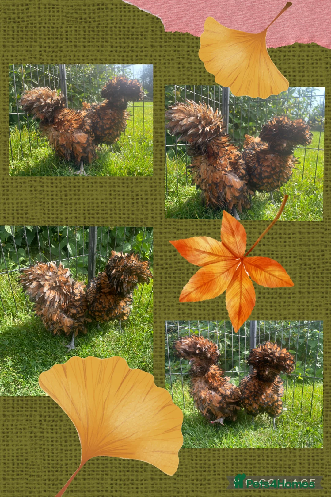 Chickens poultry for sale: Chickens Point of lay hens - Advert 11