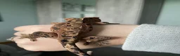 Gecko reptiles for sale: Gorgeous super Dalmatian ink spot  - Advert 2