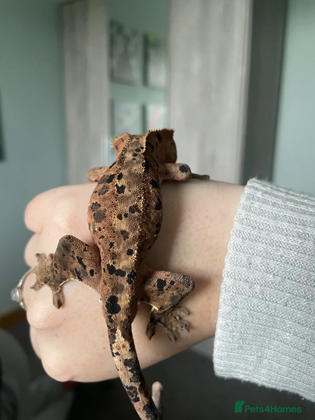 Gecko reptiles for sale: Gorgeous super Dalmatian ink spot  - Advert 2