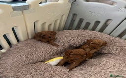 Cavapoo dogs for sale: 5⭐️⭐️⭐️⭐️⭐️F1b Curly Teddy Cavapoo’s DNA/heart  - Image 15