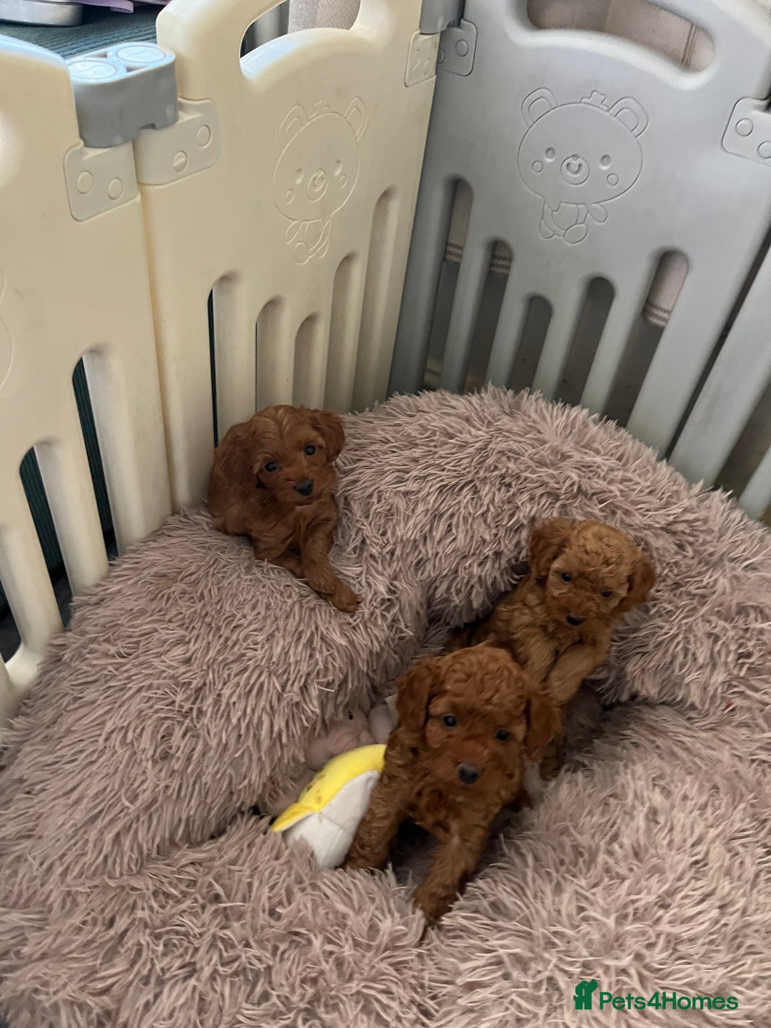 Cavapoo dogs for sale: 5⭐️⭐️⭐️⭐️⭐️F1b Curly Teddy Cavapoo’s DNA/heart  - Image 15