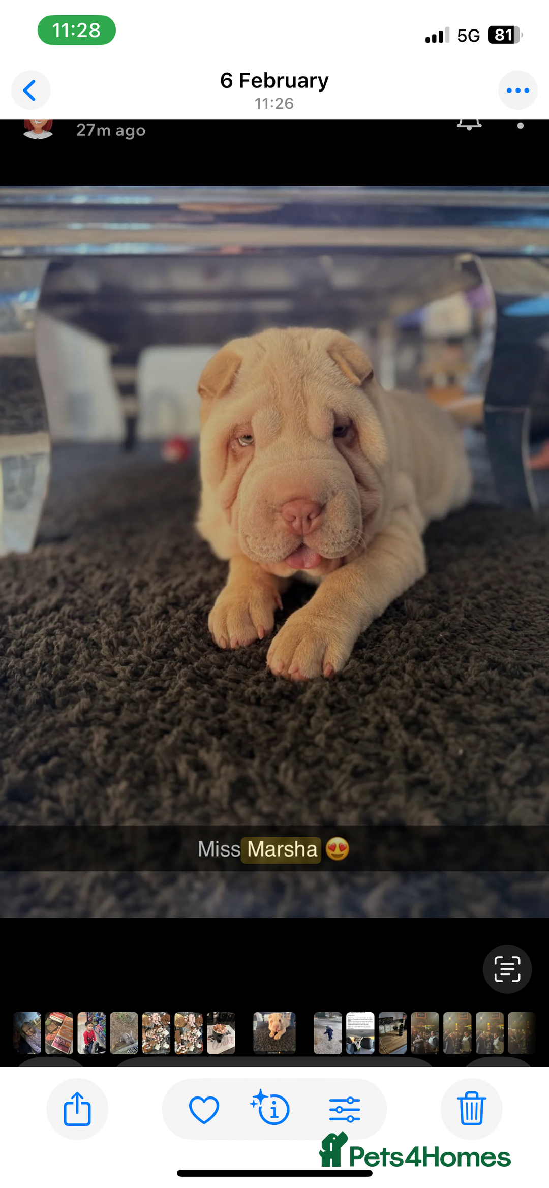 Shar Pei dogs for sale: Kc registered cream Shar pro  - Image 2