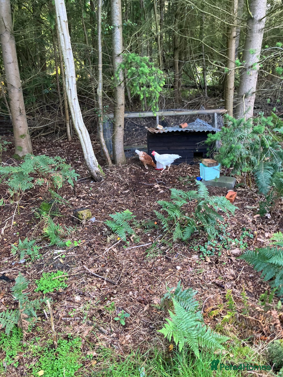 Chickens poultry for sale: Mixed breed hybrid laying chicken Cockerel egg  - Image 3