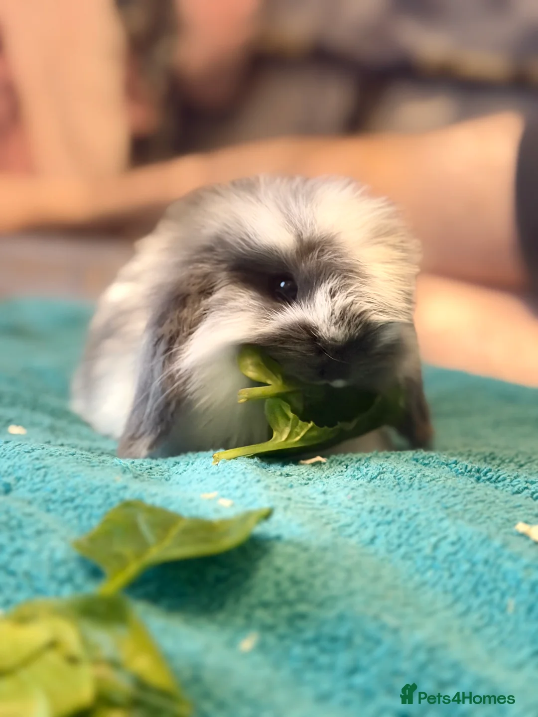 Mini Lop rabbits for sale: Mini lop - Advert 4