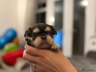 French Bulldog dogs ⭐️REDUCED LAST 3 AVAILABLE ⭐️ - Advert 1