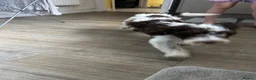 Cockapoo dogs for sale: Make cockapoo - Advert 4