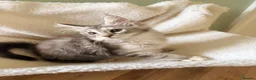 Maine Coon cats for sale: READY NOW. Tica registered mainecoon kittens - Advert 5