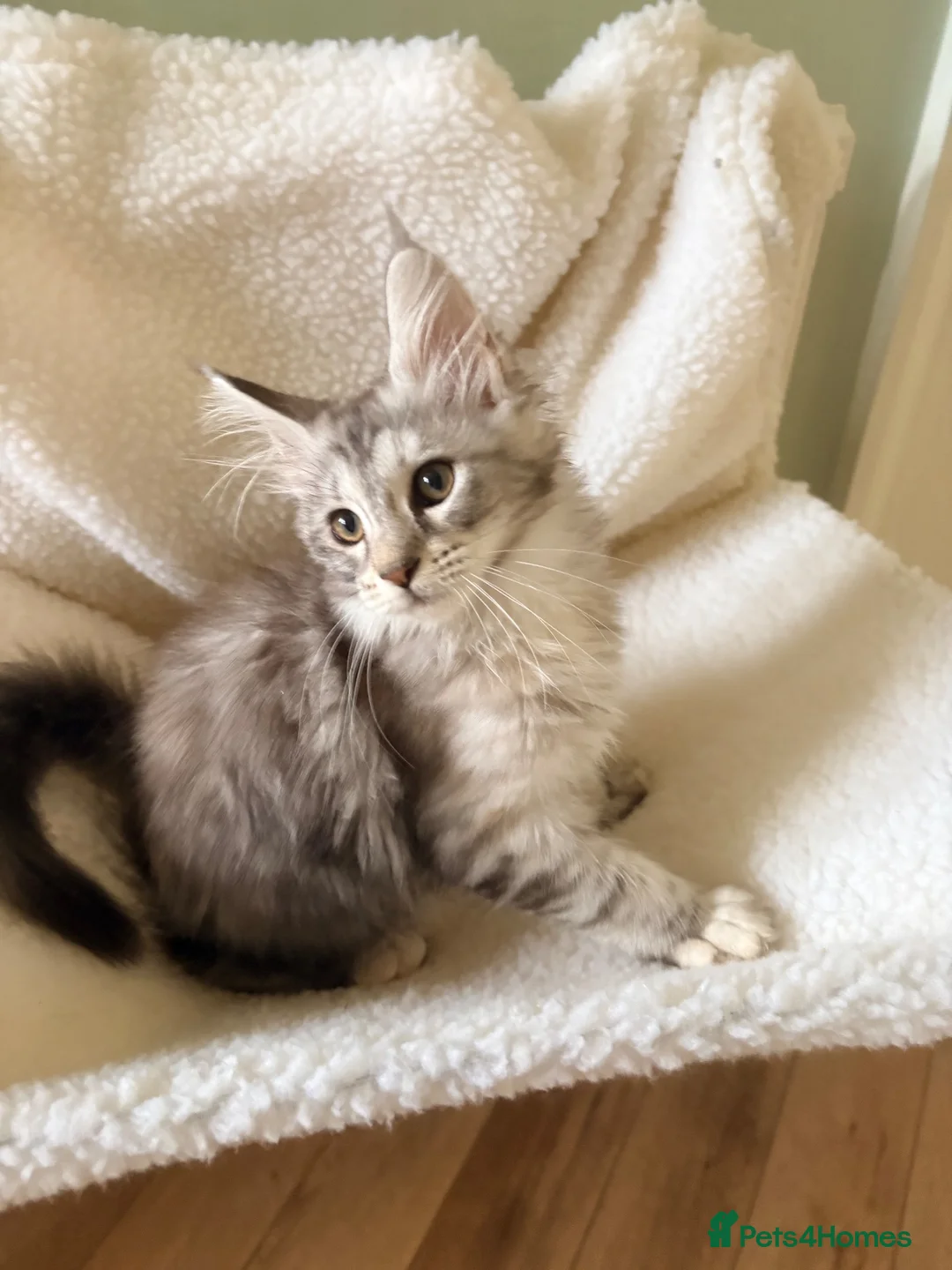 Maine Coon cats for sale: one left Tica registered mainecoon kittens - Advert 1