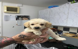 Labradoodle dogs for sale: Toy adorable Labradoodle DNA TESTED - Image 6