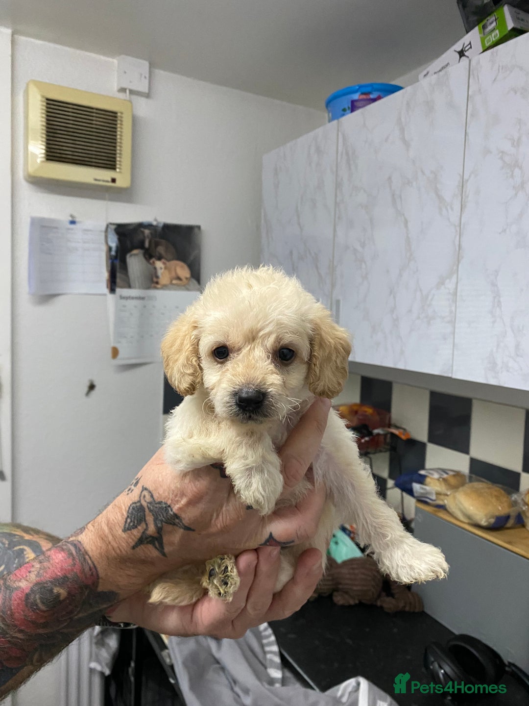 Labradoodle dogs for sale: Toy adorable Labradoodle DNA TESTED - Image 6