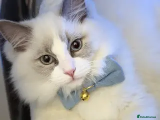 Ragdoll cats Rehousing kitten ragdolls - Advert 2