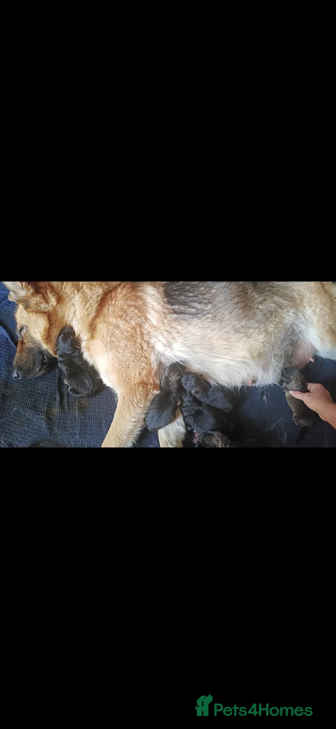 German Shepherd dogs for sale: German shepherd puppies  - Advert 1