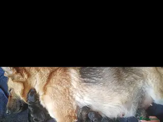 German Shepherd dogs German shepherd puppies - Advert 4