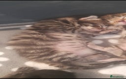 Mixed Breed cats for sale: 3 beautiful kittens left - Image 8