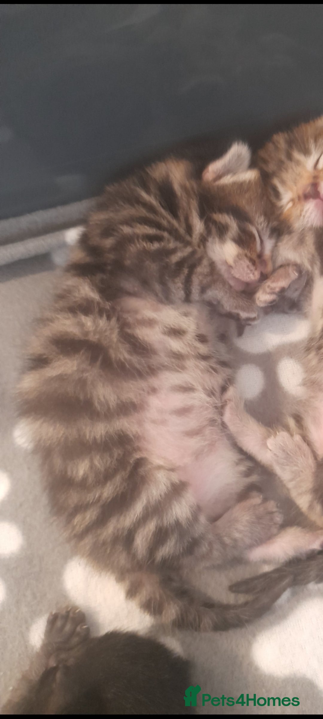 Mixed Breed cats for sale: 3 beautiful kittens left - Image 8