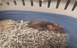 Rat rodents for sale: Baby rats - Image 5