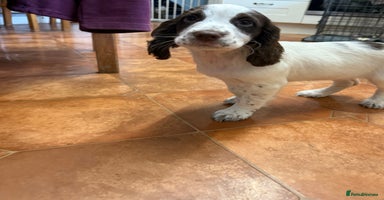 Cocker Spaniel dogs - Advert 9