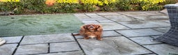 Cavalier King Charles Spaniel dogs for sale: Cavalier King Charles spaniel girl - Advert 2