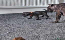 Staffordshire Bull Terrier dogs for sale: 🐶  STAFFY PUPPYS 🐶  - Image 7