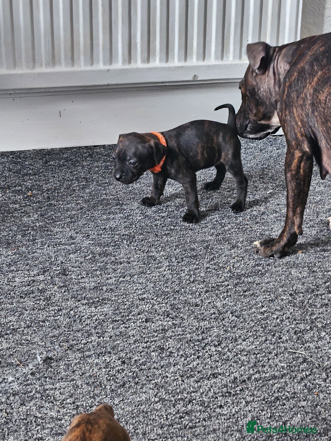 Staffordshire Bull Terrier dogs for sale: 🐶  STAFFY PUPPYS 🐶  - Image 7