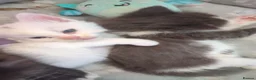 Domestic Shorthair cats for sale: Beautiful kittens - Advert 7