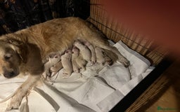 Golden Retriever dogs for sale: Golden retriever pups - Image 3