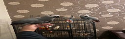 Parrots birds for sale: Hand Reared Tame Baby Male and Female African Grey - Advert 10