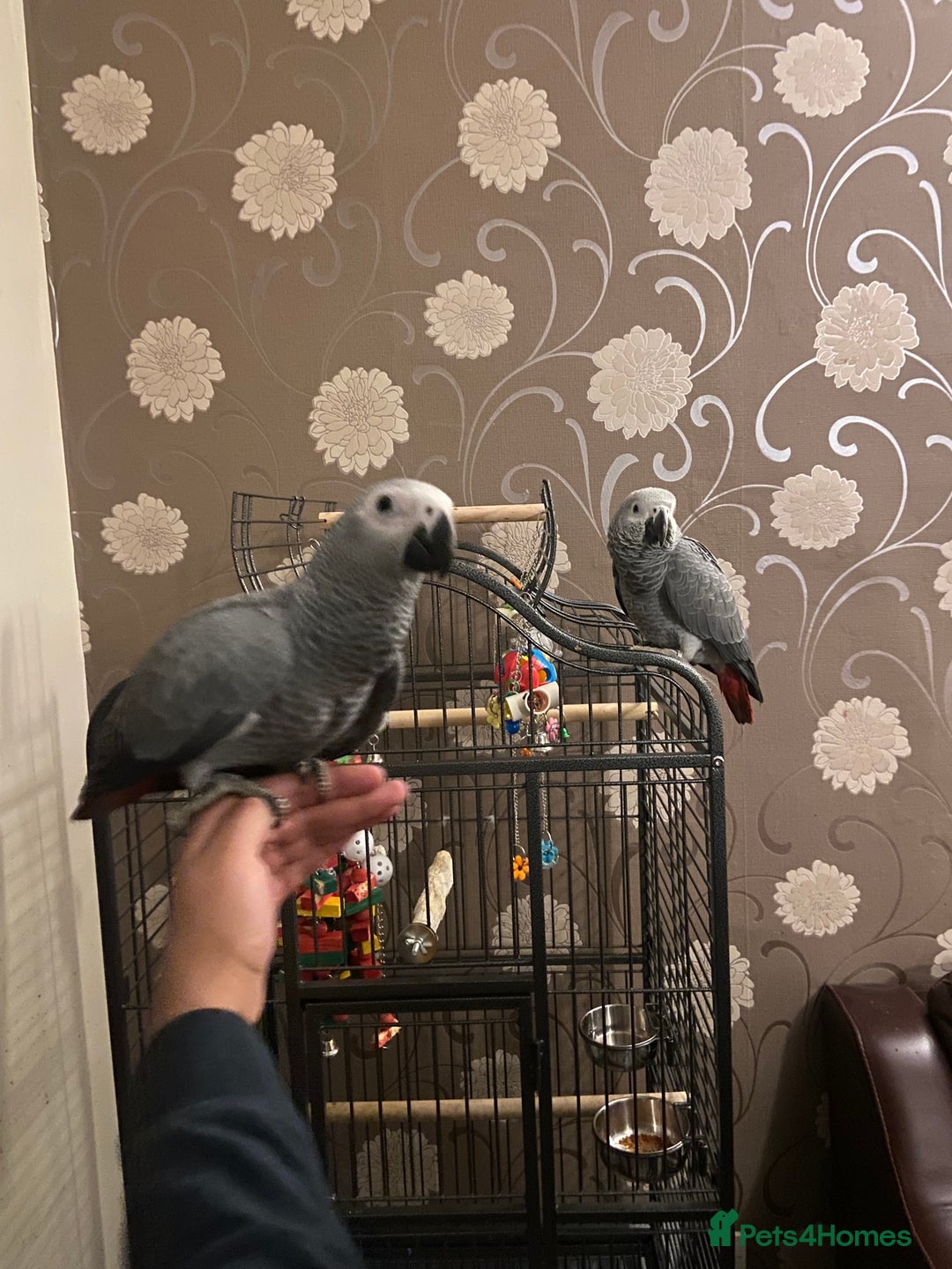 Parrots birds for sale: Hand Reared Tame Baby Male and Female African Grey - Advert 10