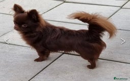 Mixed Breed dogs for sale: Chihuahua × Jack Russell Puppies – KC Reg Dad” - Image 10