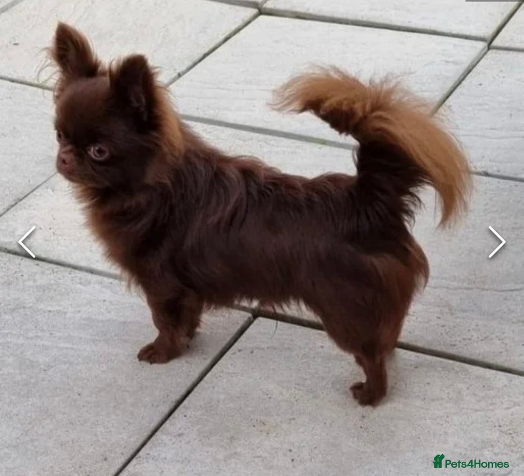 Mixed Breed dogs for sale: Chihuahua × Jack Russell Puppies – KC Reg Dad” - Image 10