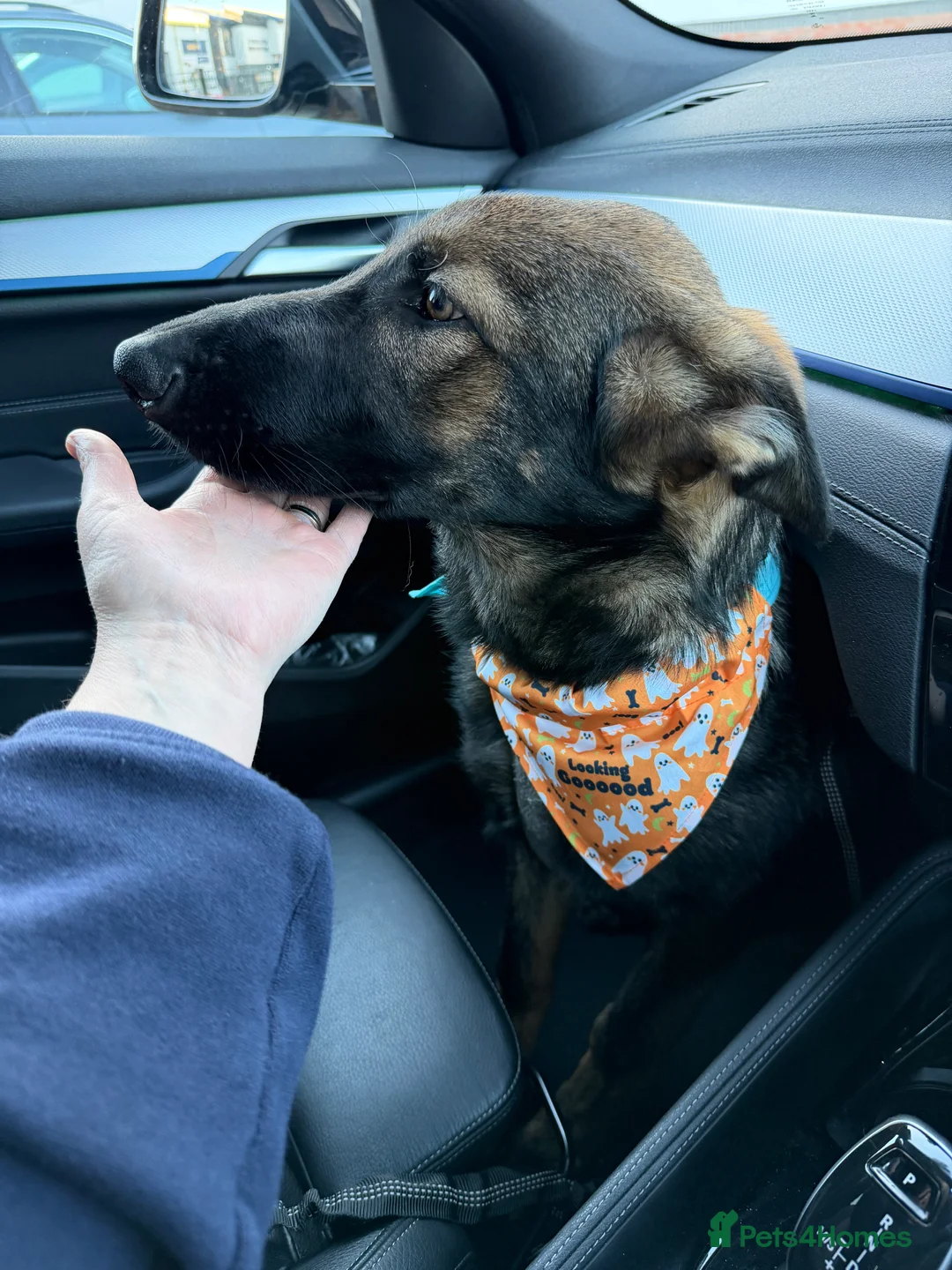 German Shepherd dogs for sale: Beautiful female German Shepherd 8 months old  - Advert 3