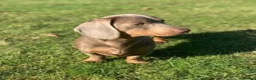 Miniature Dachshund dogs for stud: KC Reg Isabella & tan carrying long hair / pied in Welwyn - Advert 4