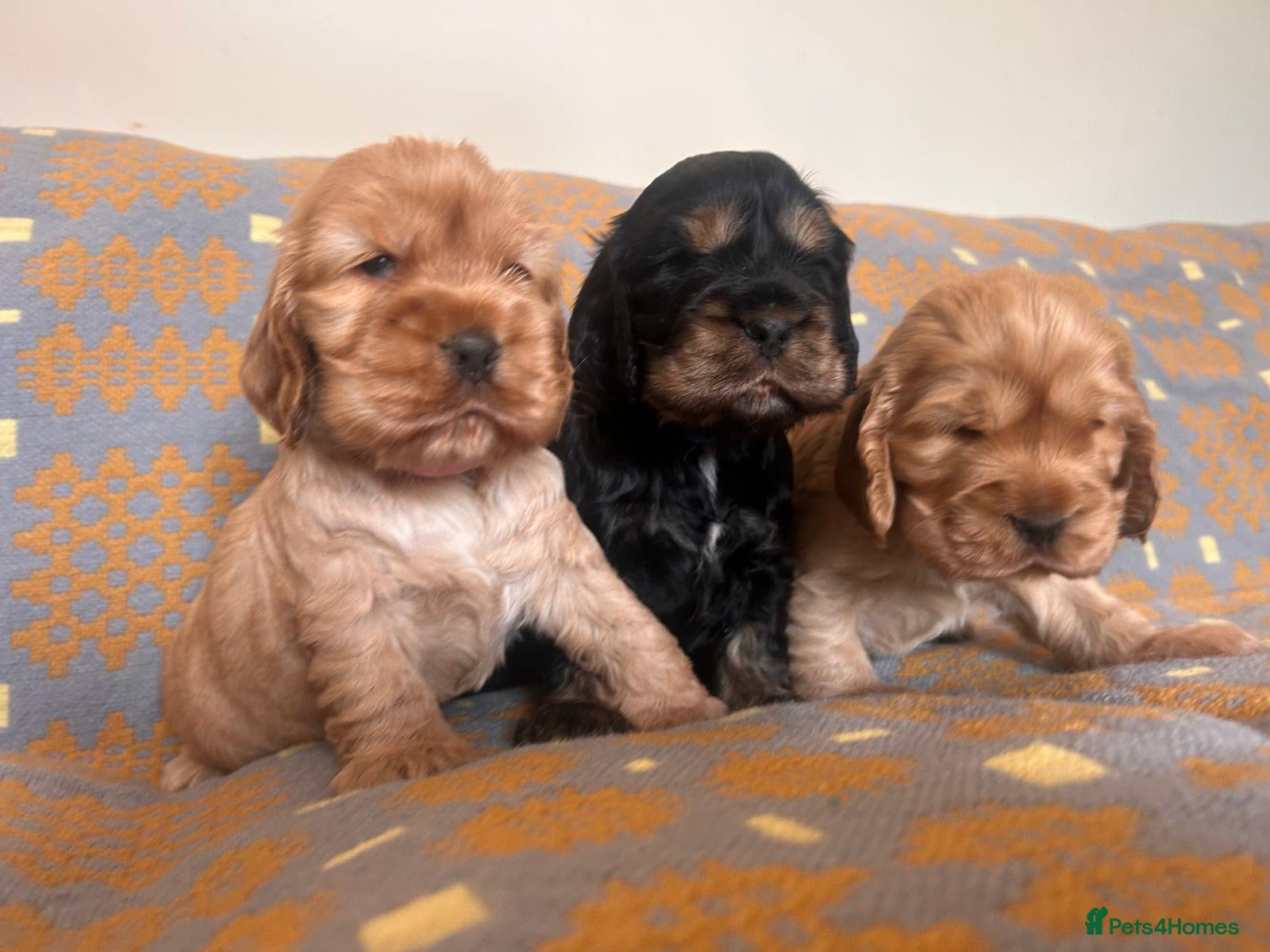 Cocker Spaniel dogs KC Show Type Cocker Spaniel Puppies  - Advert 2