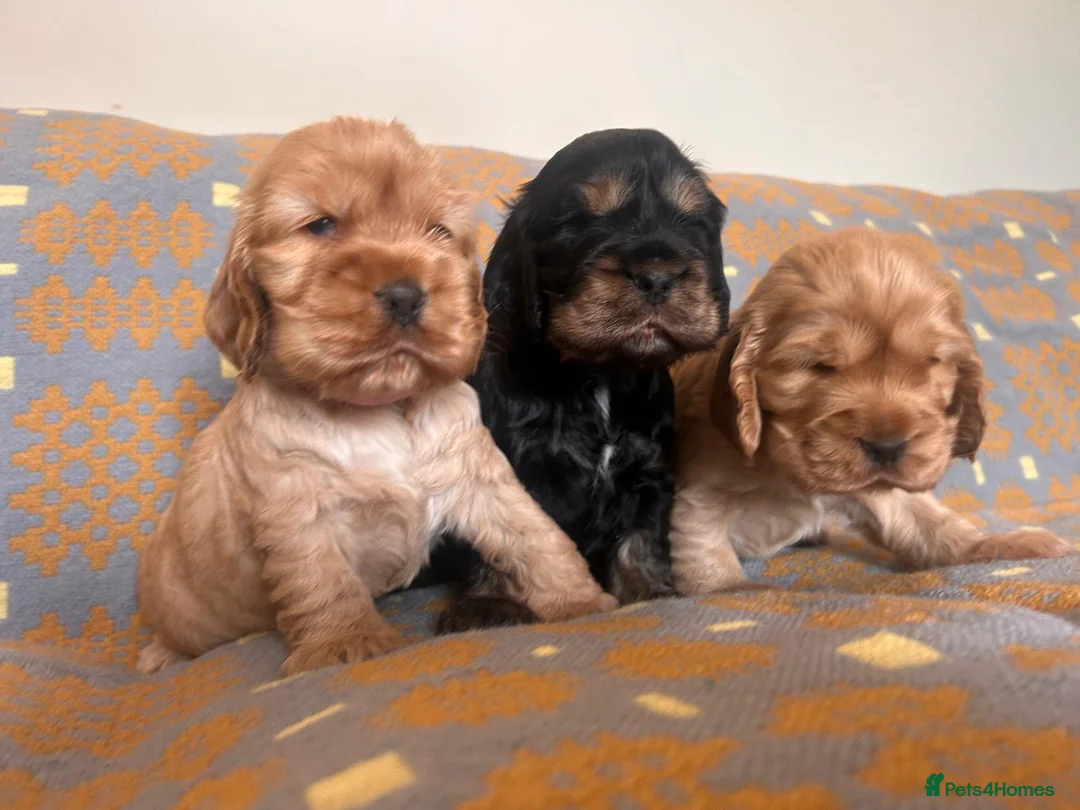 Cocker Spaniel dogs for sale: KC Show Type Cocker Spaniel Puppies  - Advert 1