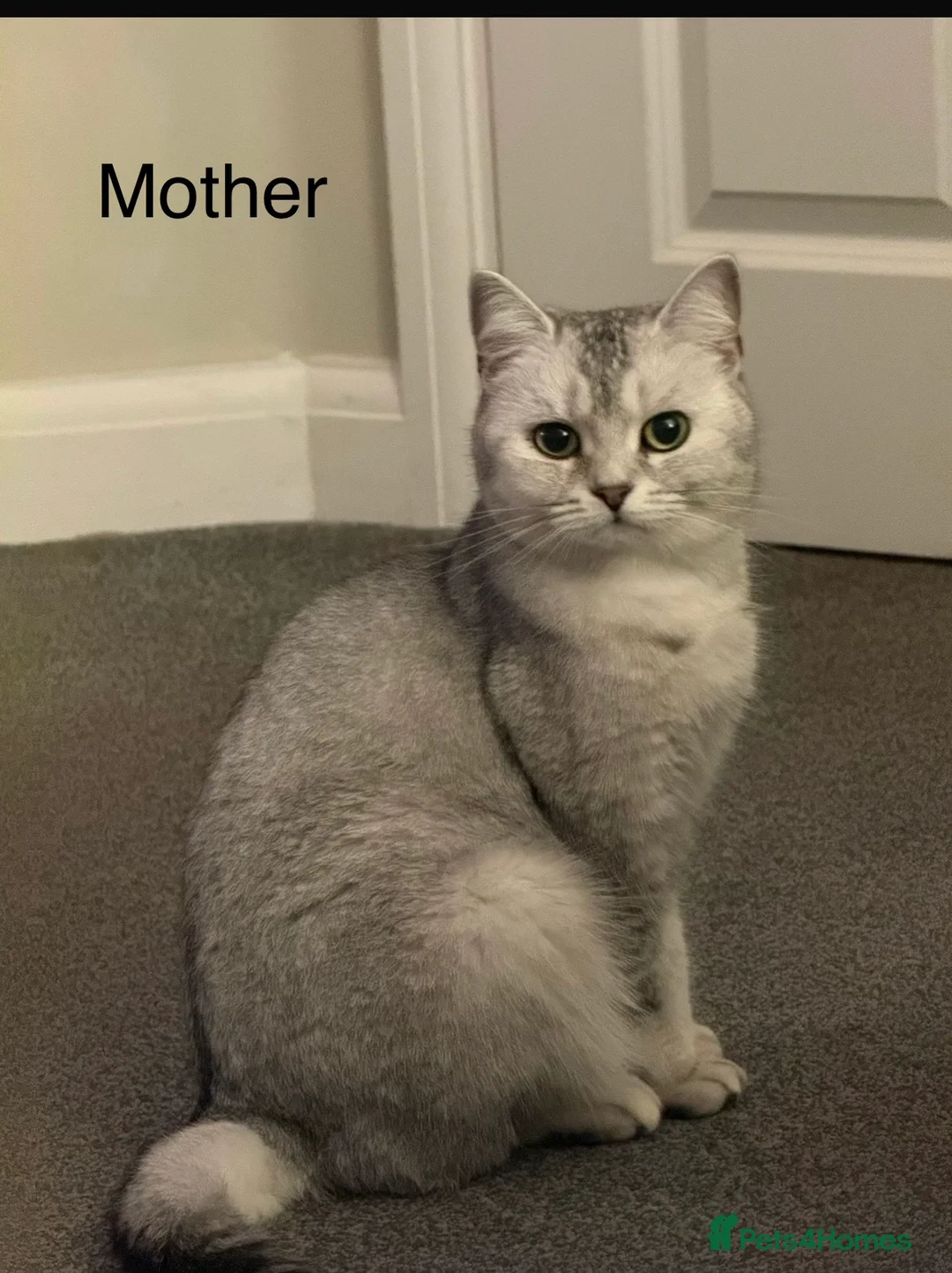 British Shorthair cats for sale: GCCF BSH Kittens  - Advert 2