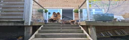 German Shepherd dogs for sale: 2x Female German Shephard puppies - Advert 2
